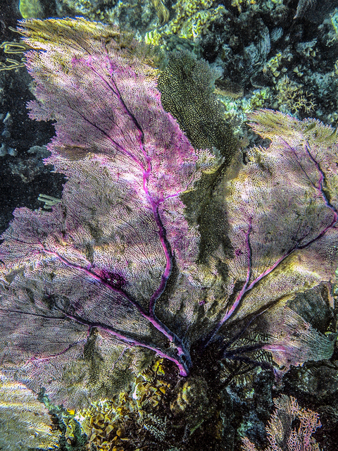 Beneath the Surface: How Sunscreen Choices Affect Coral Reefs