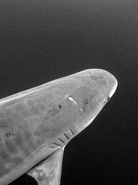 Confronting My Fears: A Surfer's Shark Diving Experience with One Ocean Diving